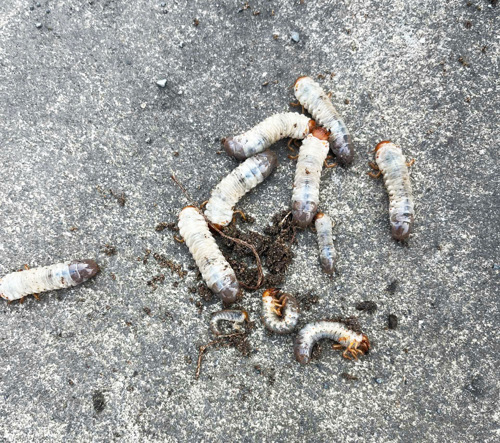 "Sùng đất" sinh vật gây hại cho cỏ Becmunda