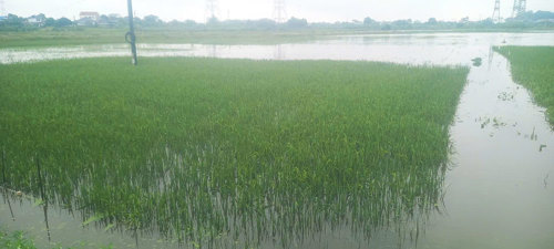 Một số diện tích bị ngập cục bộ