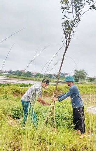 Chăm sóc hàng cây xanh dọc tuyến đường nối 2 khu công nghiệp