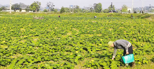 Thu hoạch Bí bao tử