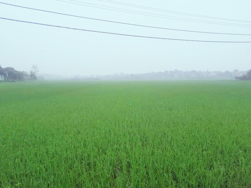 Lúa xuân sinh trưởng và phát triển tốt