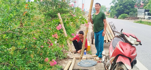 Chăm sóc hàng cây Tường vi trên tuyến QL32