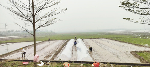 Hướng dẫn người dân che phủ nilong chống rét cho Mạ
