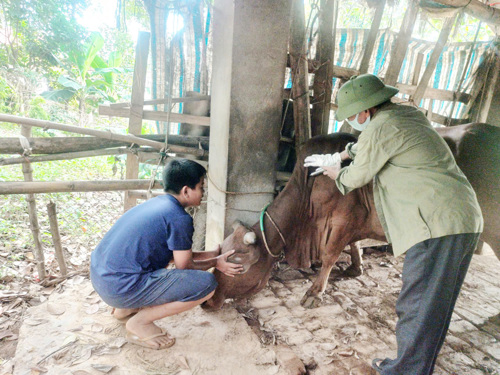 Tiêm vacxin Lở mồm long móng cho đàn trâu bò tại Khu 7 (Dân Quyền) xã Tam Nông
