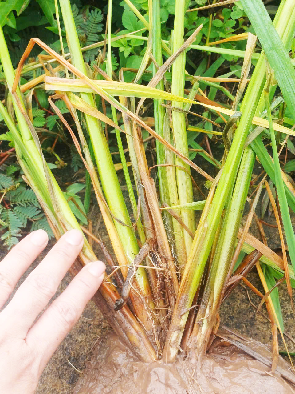 CẢNH BÁO LÚA MÙA TẠI XÃ TAM NÔNG XUẤT HIỆN BỆNH ĐỐM SỌC VI KHUẨN VÀ BẠC LÁ.