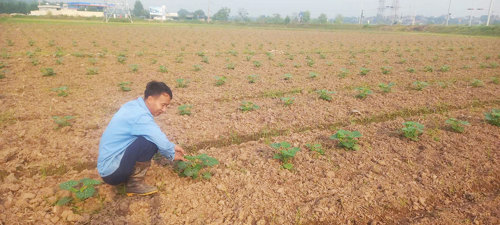 Triển khai 01 ha tại xứ đồng Cầu quan khu 2 Hương Nộn xã Tam Nông