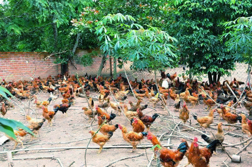 Chủ tịch UBND xã Đỗ Hùng Sơn thăm mô hình chăn nuôi Gà thương phẩm tại khu 2 Hương Nộn