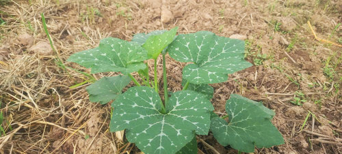 Cây Bí bao tử phát triển tốt trên đồng đất Tam Nông