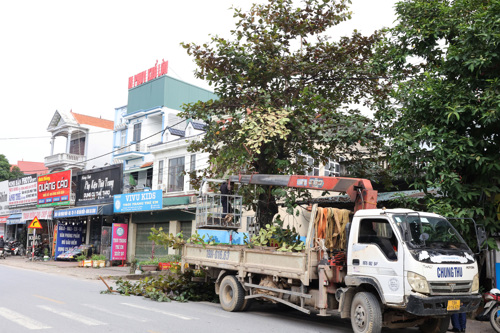 Cắt tỉa cây xanh trả lại hành lang thông thoáng