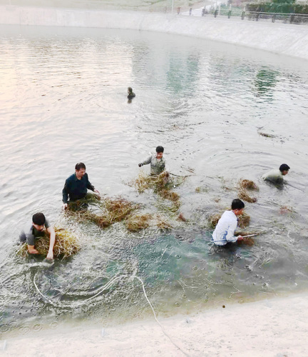 Lãng sạch toàn bộ cỏ, rác trên bờ cũng như dưới lòng Ao cá Bác Hồ