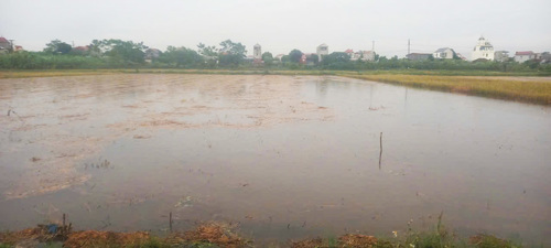 Ngập cục bộ một số diện tích hoa màu trên địa bàn