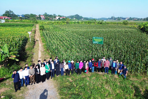 Các đại biểu thăm quan mô hình 05 ha Ngô sinh khối tại cánh đồng khu 7 Dân Quyền, xã Tam Nông