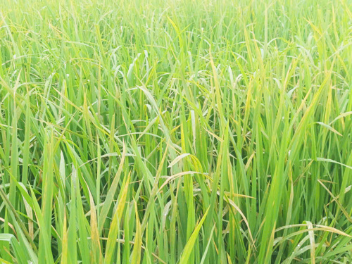 Lúa mùa đang bị nhiễm Bệnh đốm sọc vi khuẩn và bạc lá