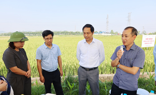 Tiến sỹ Phạm Thiên Thành - Phó Viện trưởng Viện Cây lương thực và Cây thực phẩm phát biểu tại hội thảo
