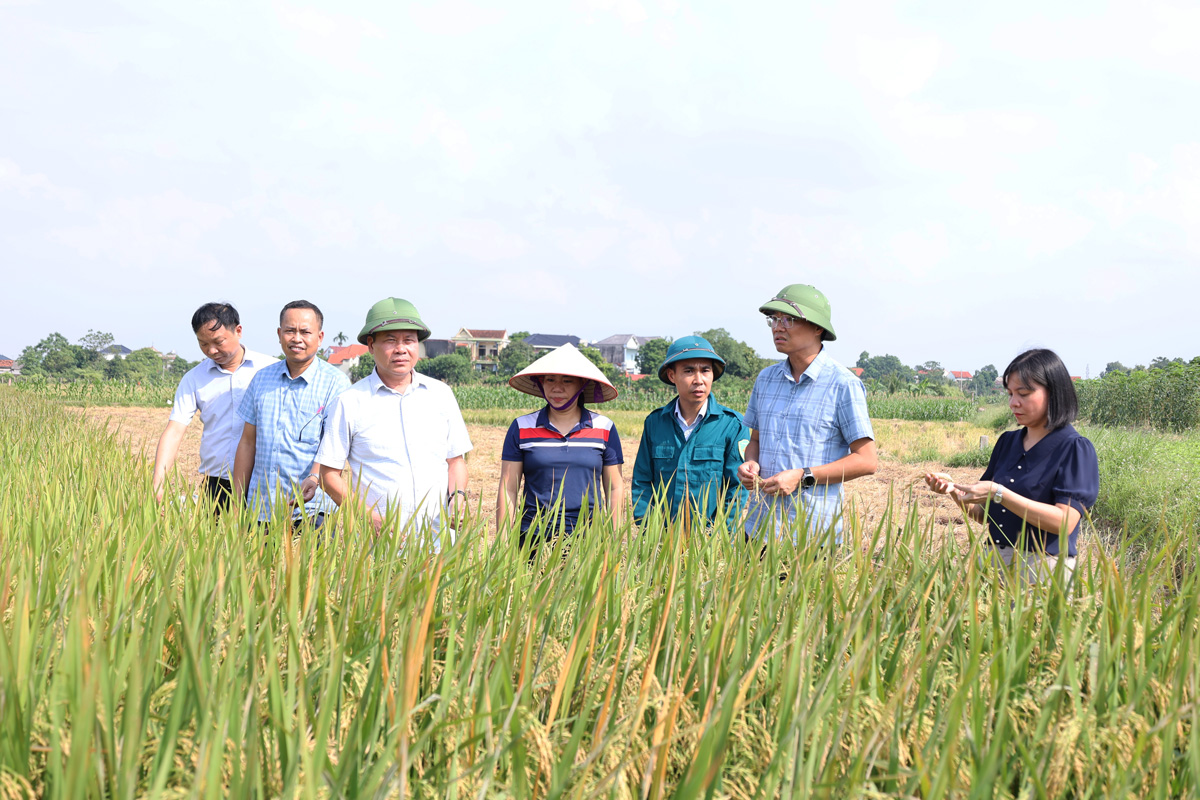 Chủ tịch UBND xã - Đỗ Hùng Sơn đi thăm và chỉ đạo sản xuất vụ Đông 2025